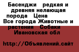 Басенджи - редкая и древняя нелающая порода › Цена ­ 50 000 - Все города Животные и растения » Собаки   . Ивановская обл.